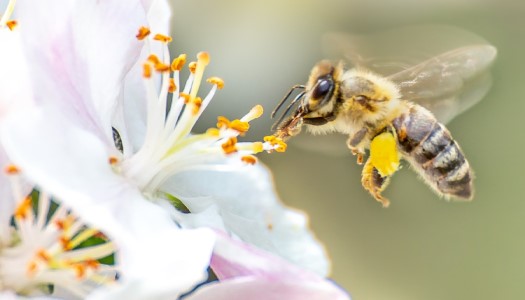 Ong vào nhà làm tổ tốt hay xấu?